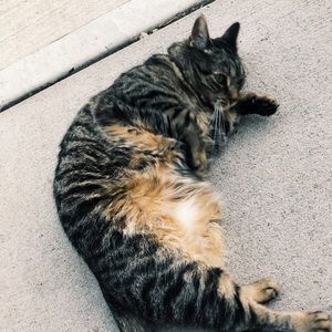 Meet your Posher, Sofia